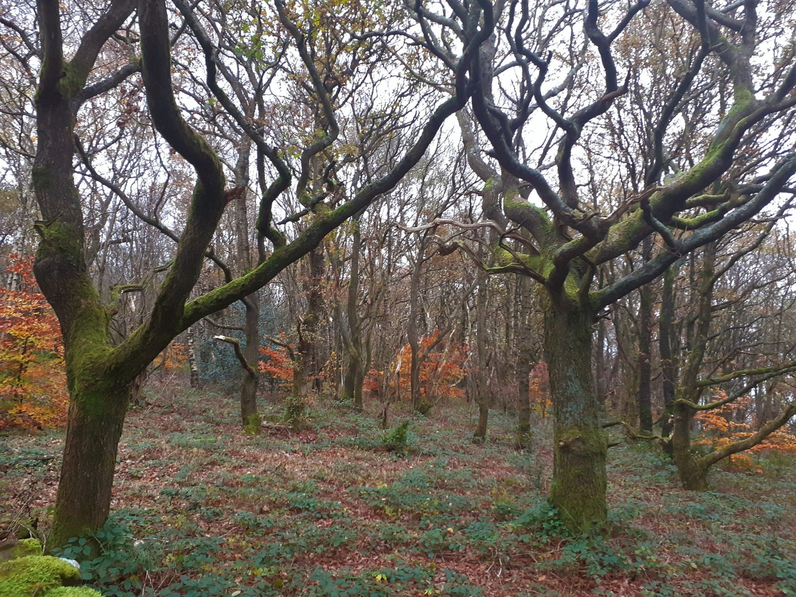 Woods in New Mills, High Peak