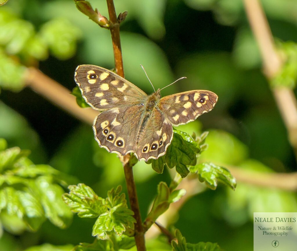 Speckeled Wood Butterfly, Mousley Bottom